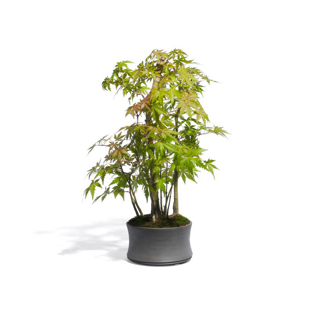 もみじ -寄せ植え- （推定樹齢10年） 詳細画像